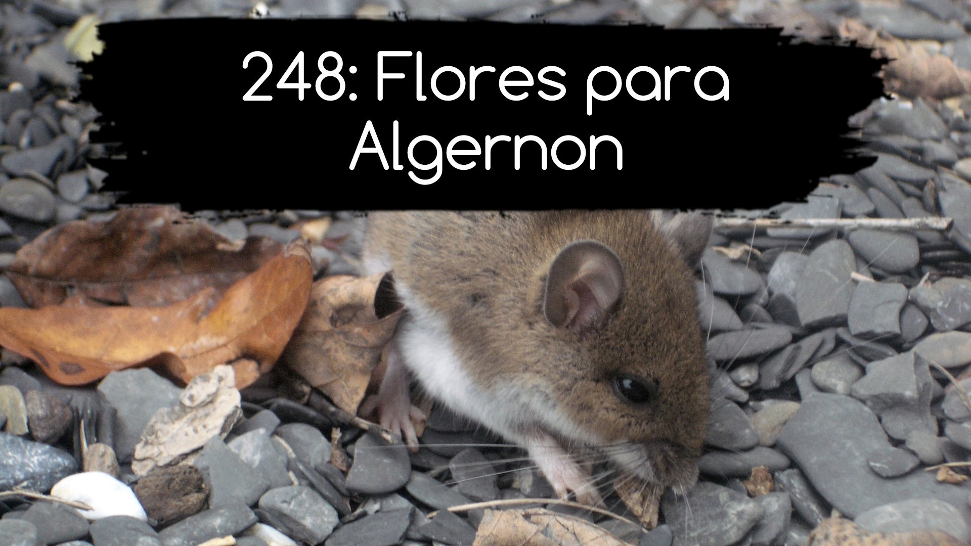 248: Flores para Algernon
